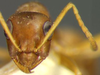 Media type: image;   Entomology 8875 Aspect: head frontal view
